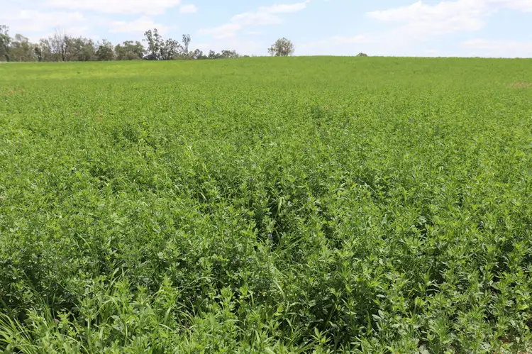 Second view of Homely rural property listing, 114 A Creek Road, Grosvenor, Eidsvold QLD 4627