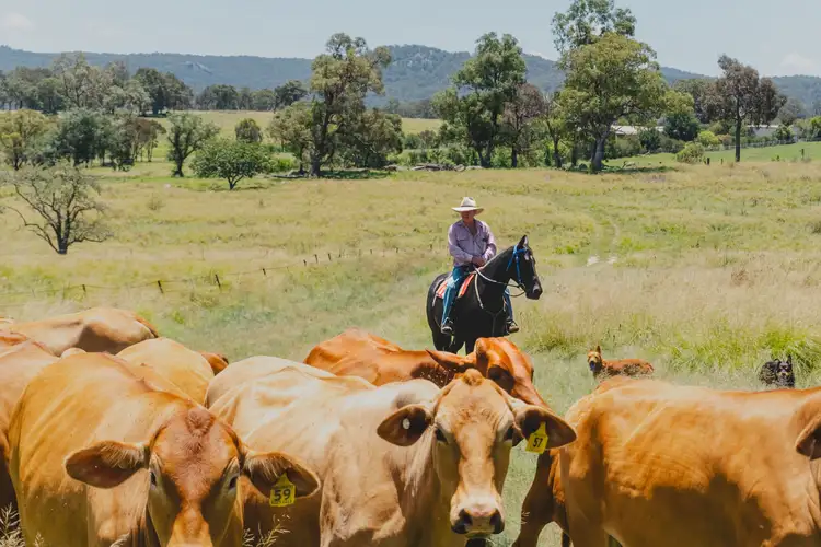 247 Leeches Gully Road, Tenterfield NSW 2372