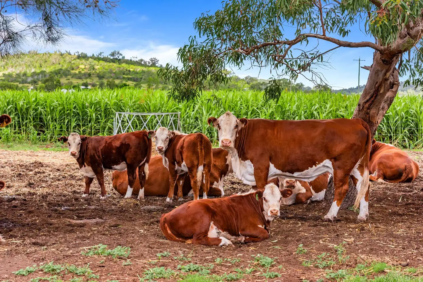 Main view of Homely rural property listing, "South Glen" Cnr Cronin Road & Stoneleigh Road, Linthorpe QLD 4356