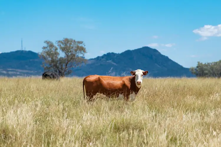 Sixth view of Homely rural property listing, 6690 Newell Highway, Gowang NSW 2357