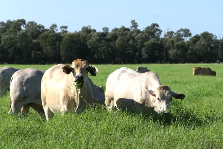 Second view of Homely rural property listing, 'Aura Park' North Pattens Road, Boynewood, Mundubbera QLD 4626