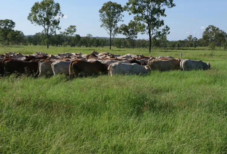 Sixth view of Homely rural property listing, 'Aura Park' North Pattens Road, Boynewood, Mundubbera QLD 4626