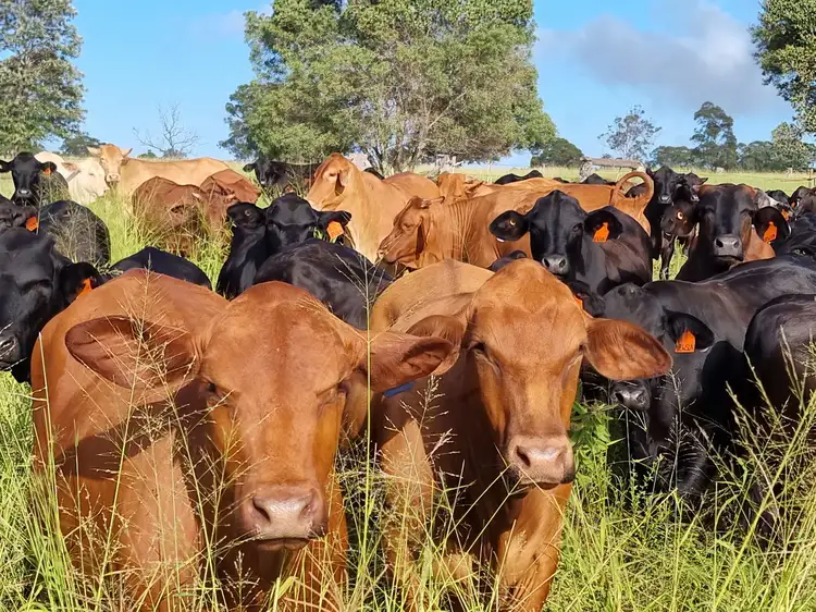 Lot 125 Mount McEuen Road, Mount McEuen, Wondai QLD 4606