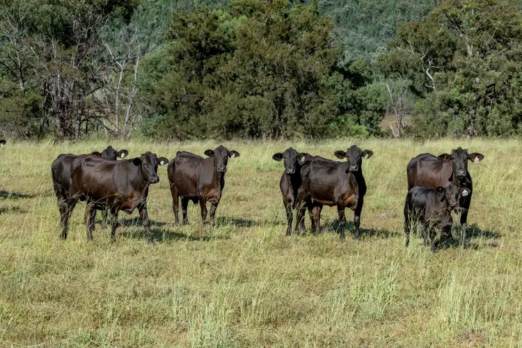 Fourth view of Homely rural property listing, 5603 Bruxner Way, Tenterfield NSW 2372