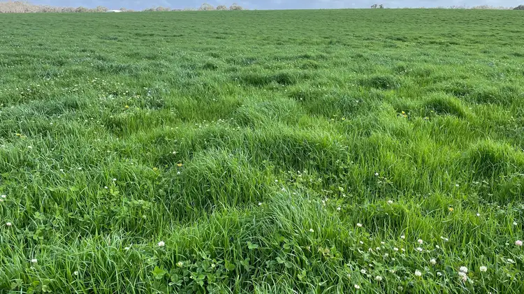 Second view of Homely rural property listing, Caluka Farms, 345 Healy Road, Narrikup WA 6326