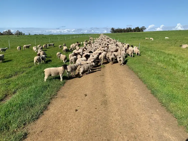 Fourth view of Homely rural property listing, Caluka Farms, 345 Healy Road, Narrikup WA 6326