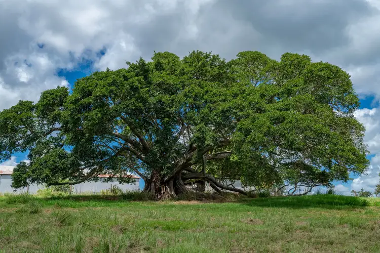 Sixth view of Homely rural property listing, 85 Caulleys Road, Gunalda QLD 4570