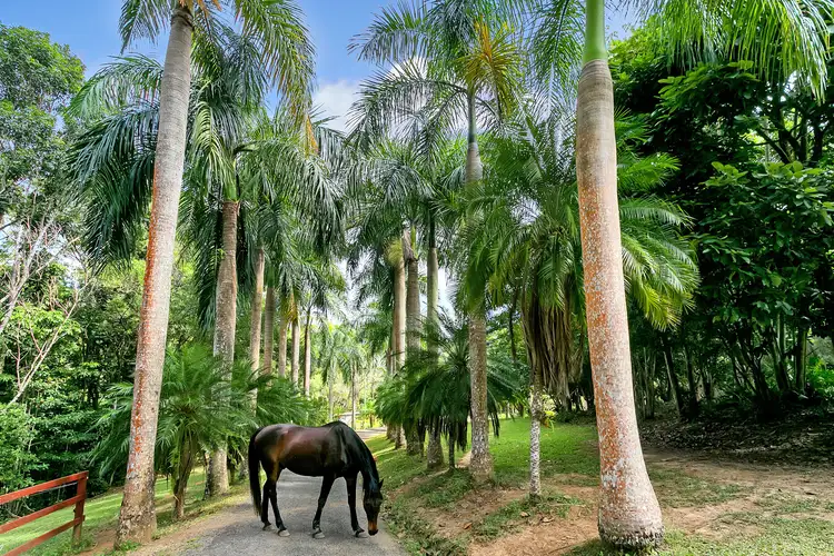 Main view of Homely house listing, 63 Masons Road, Kuranda QLD 4881