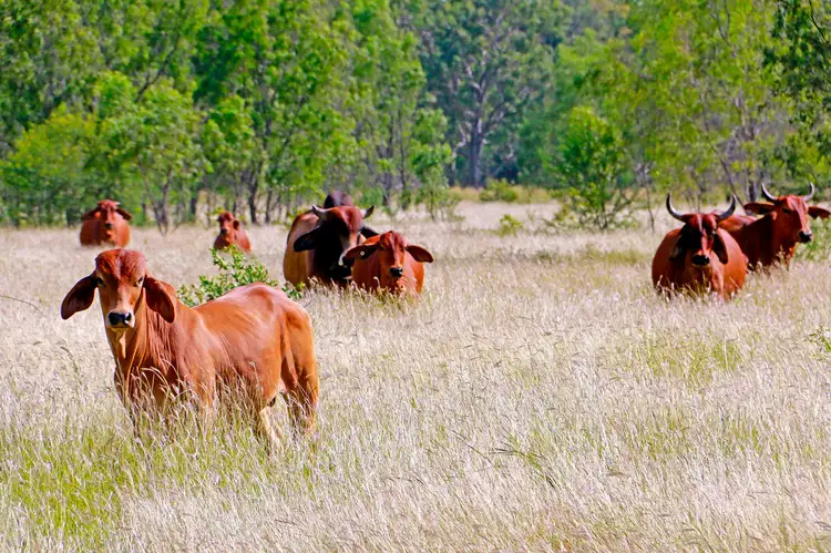 Main view of Homely rural property listing, 53390 Burnett Highway, Bouldercombe QLD 4702