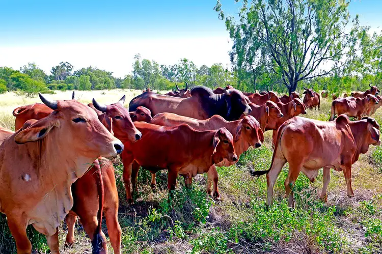 Fourth view of Homely rural property listing, 53390 Burnett Highway, Bouldercombe QLD 4702