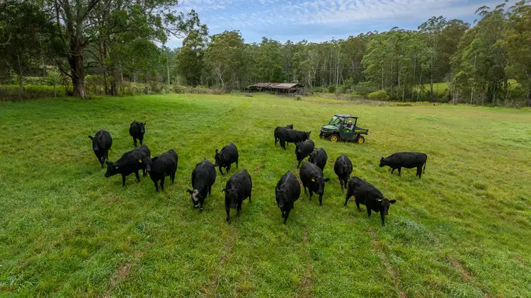 Second view of Homely rural property listing, 8591 Armidale Road, Dorrigo NSW 2453