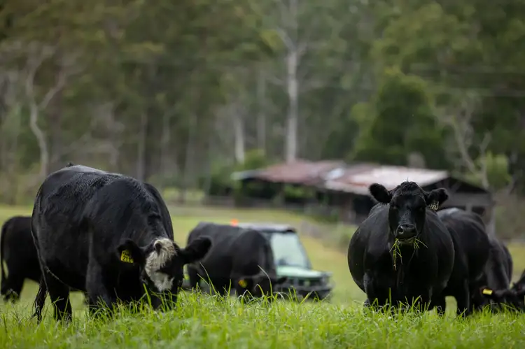 Fifth view of Homely rural property listing, 8591 Armidale Road, Dorrigo NSW 2453