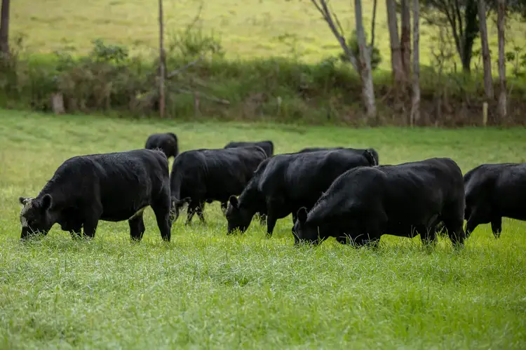 Sixth view of Homely rural property listing, 8591 Armidale Road, Dorrigo NSW 2453