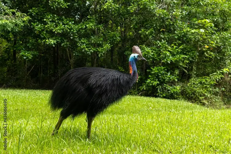 Third view of Homely land listing, LOT 38, Rockingham Close, Wongaling Beach QLD 4852