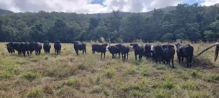 Sixth view of Homely rural property listing, 488 Upper Alligator Creek Road, Sarina QLD 4737