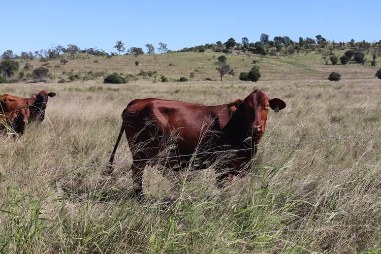 Fourth view of Homely rural property listing, 'Okeden' Okeden Byanda Road, Speedwell, Proston QLD 4613