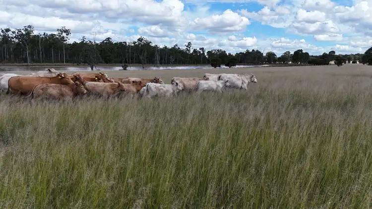 Main view of Homely rural property listing, 709 Nobbs Road, Burra Burri, Chinchilla QLD 4413