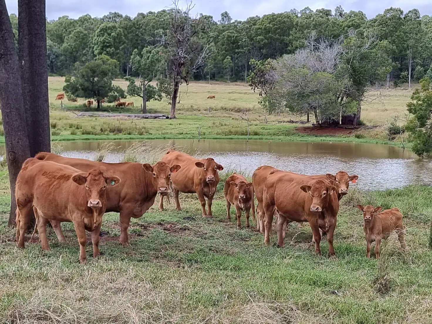 Main view of Homely rural property listing, 725 Mount Mceuen Road, Wondai QLD 4606