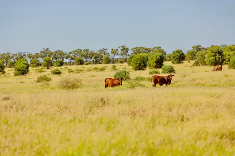Main view of Homely rural property listing, 6735 Adavale Road, Blackall QLD 4472