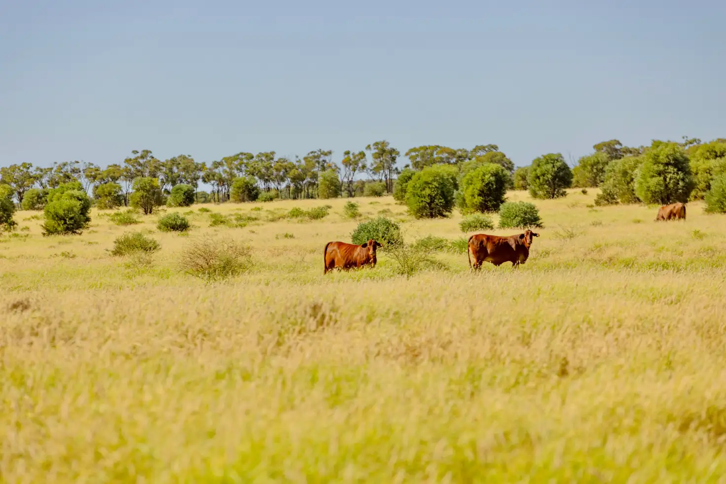 Main view of Homely rural property listing, 6735 Adavale Road, Blackall QLD 4472
