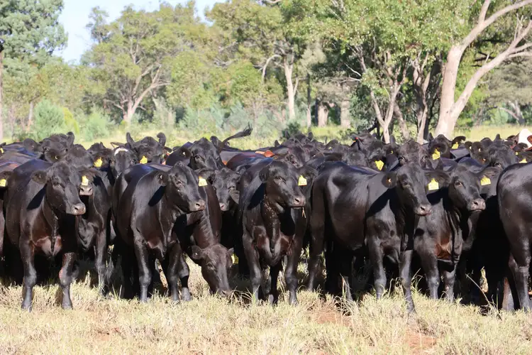 2926 Quilpie Highway, Charleville QLD 4470