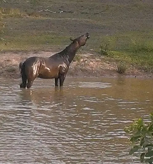 Second view of Homely house listing, 414 Glenbar Road, Woocoo QLD 4620