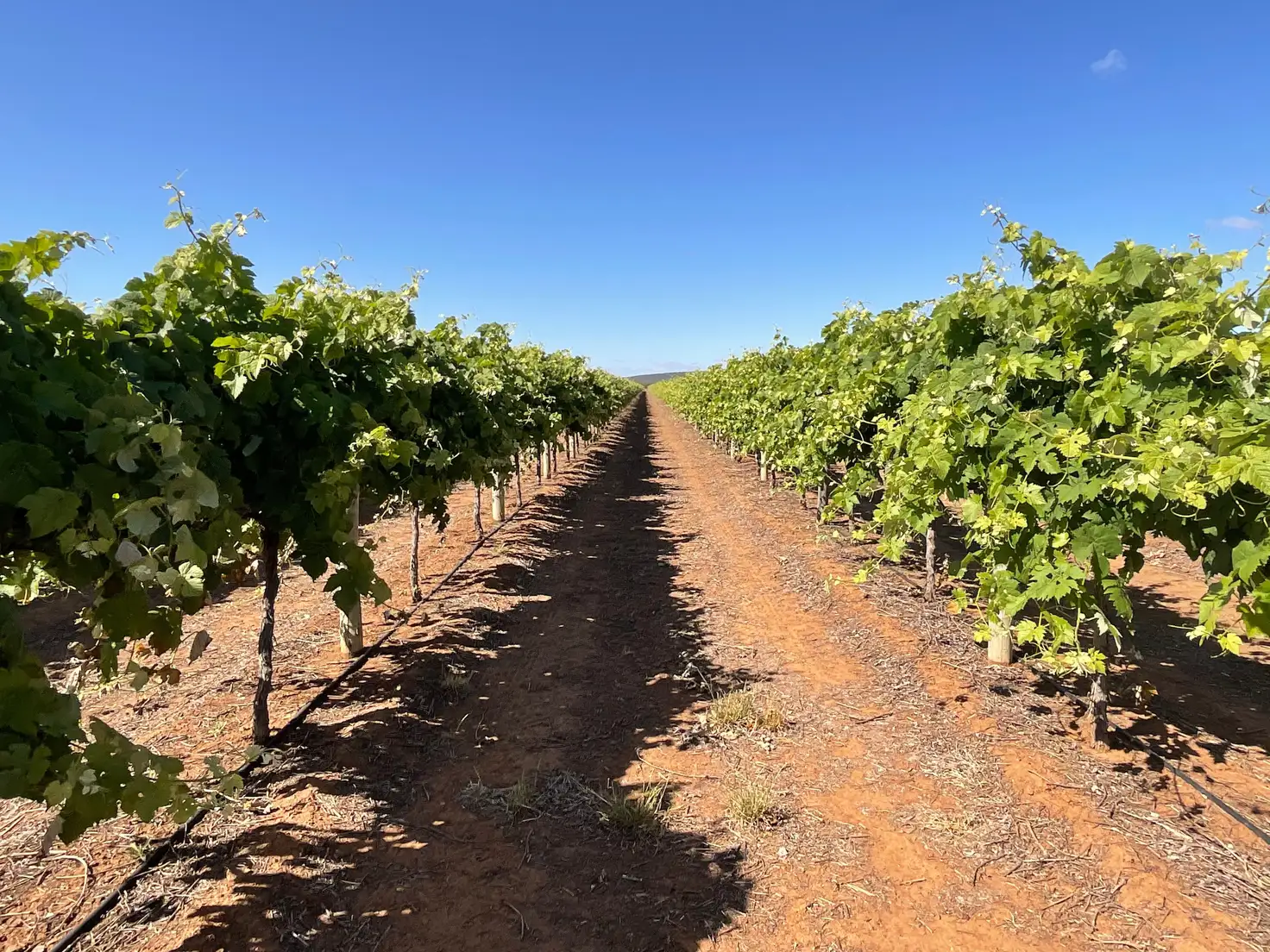 Main view of Homely rural property listing, 1576 Rankins Springs Road, Myall Park NSW 2681