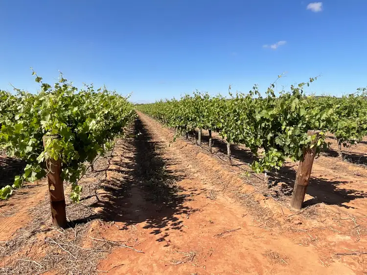 Fifth view of Homely rural property listing, 1576 Rankins Springs Road, Myall Park NSW 2681