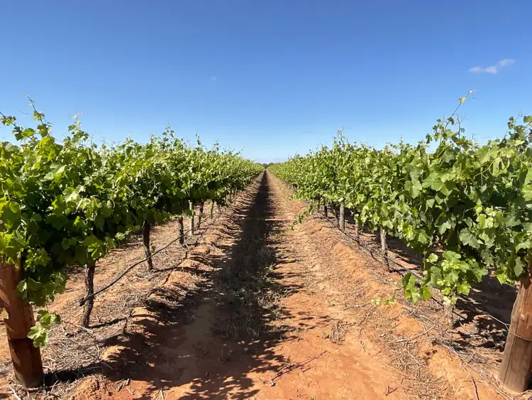 Sixth view of Homely rural property listing, 1576 Rankins Springs Road, Myall Park NSW 2681