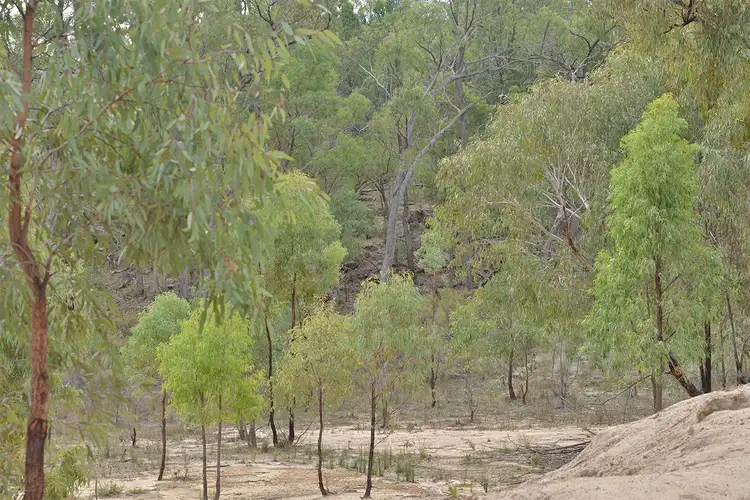 Fourth view of Homely rural property listing, 285 SALAKS Road, Coonabarabran NSW 2357