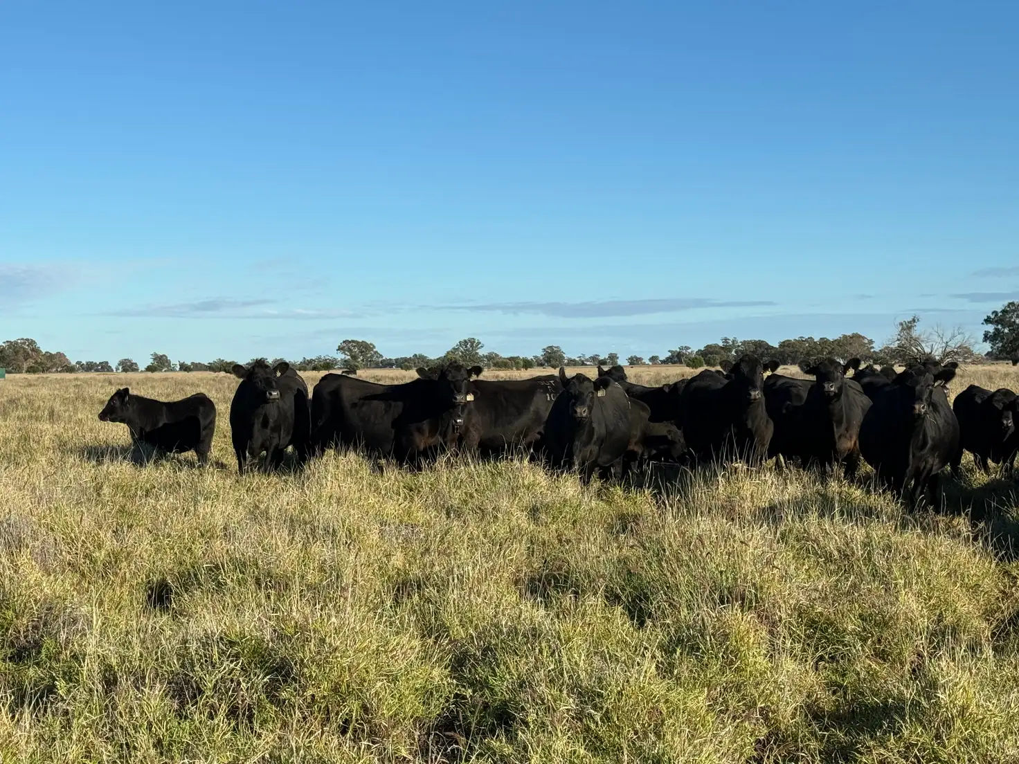 Main view of Homely rural property listing, Sandhurst/3769 Quambone Road, Coonamble NSW 2829
