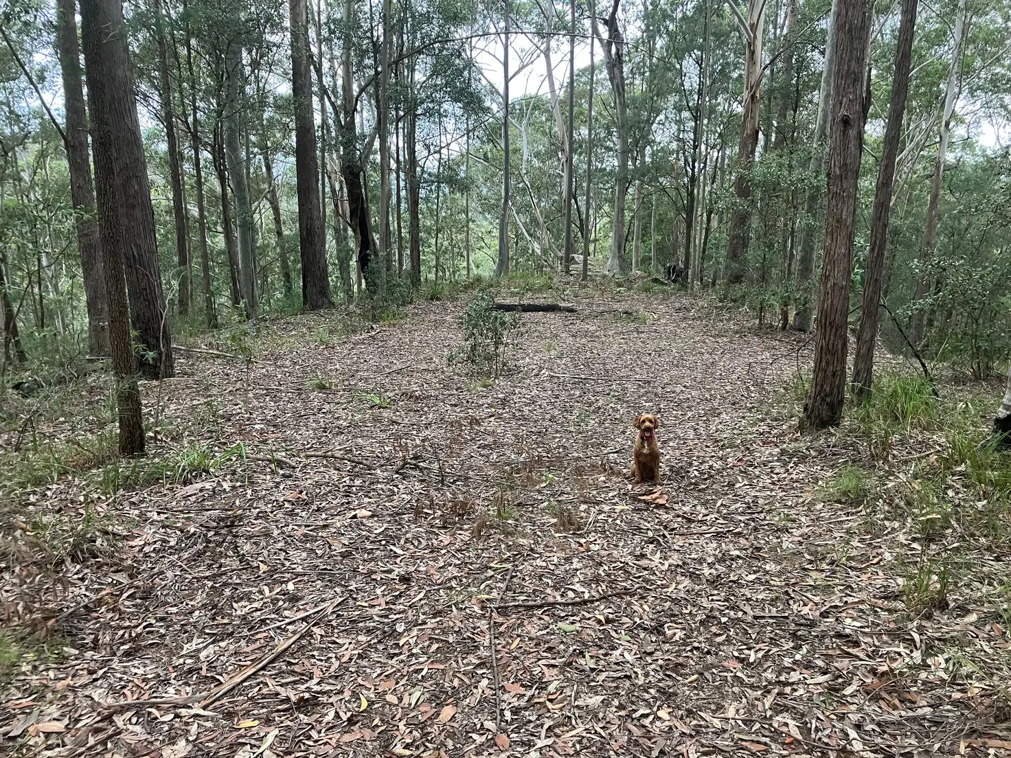 Main view of Homely rural property listing, 497 Toepfers Road, Wyee NSW 2259