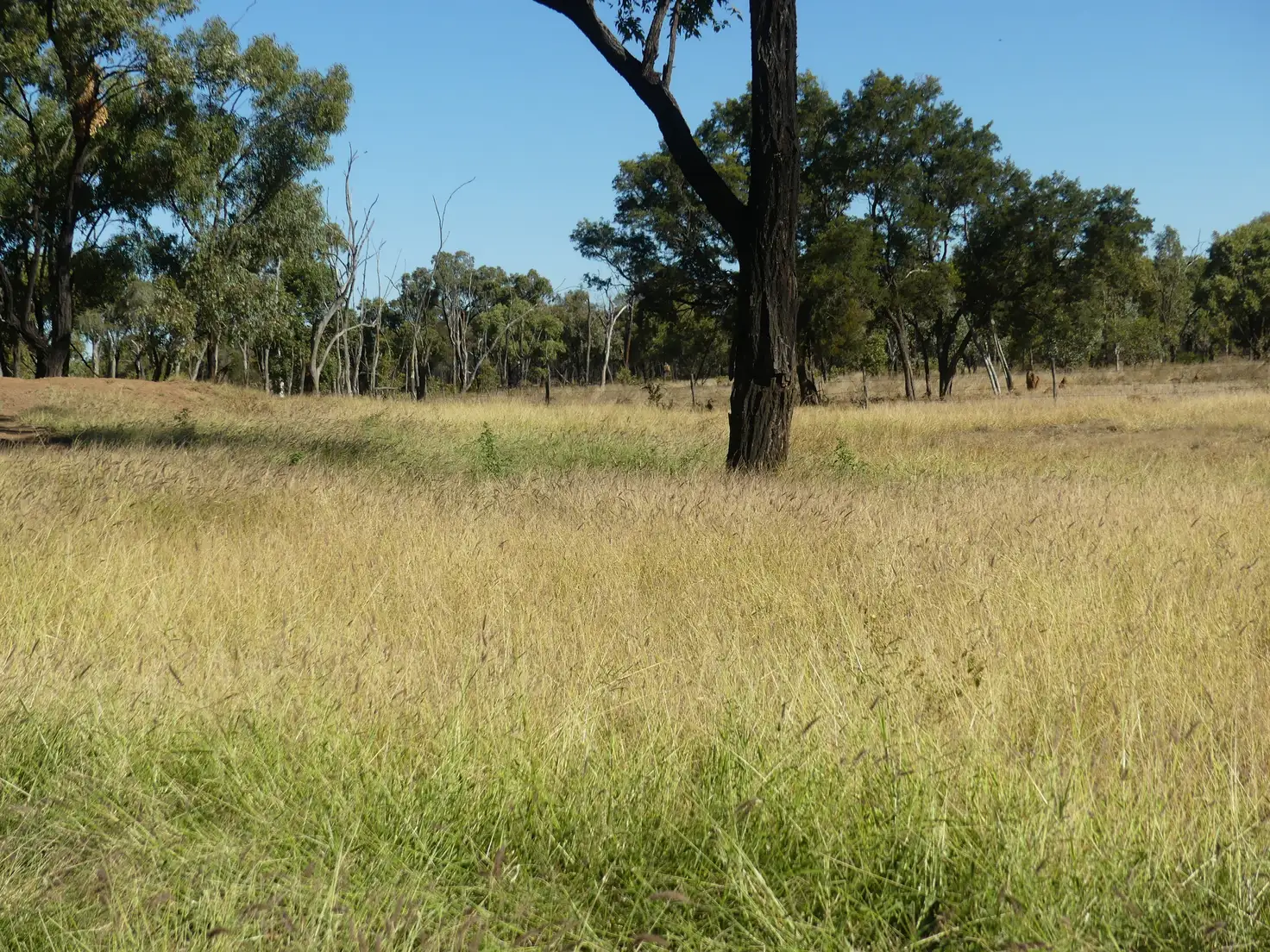 Main view of Homely rural property listing, 6743 Jericho-Dunrobin Road, Jericho QLD 4728