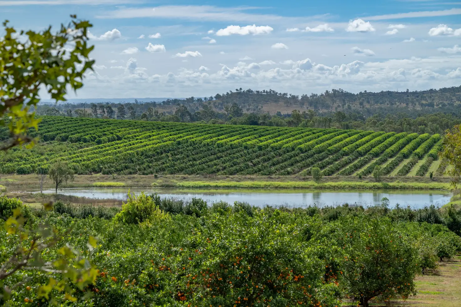 Main view of Homely rural property listing, 111 Old Gayndah Mundubbera Road, Gayndah QLD 4625