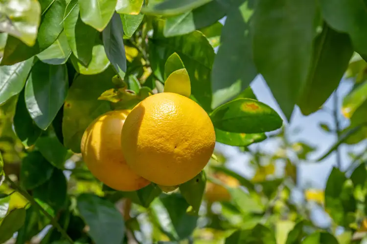 Fifth view of Homely rural property listing, 111 Old Gayndah Mundubbera Road, Gayndah QLD 4625