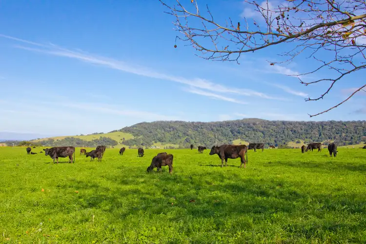 Fifth view of Homely rural property listing, Lot 201 Rose Valley Road, Rose Valley NSW 2534