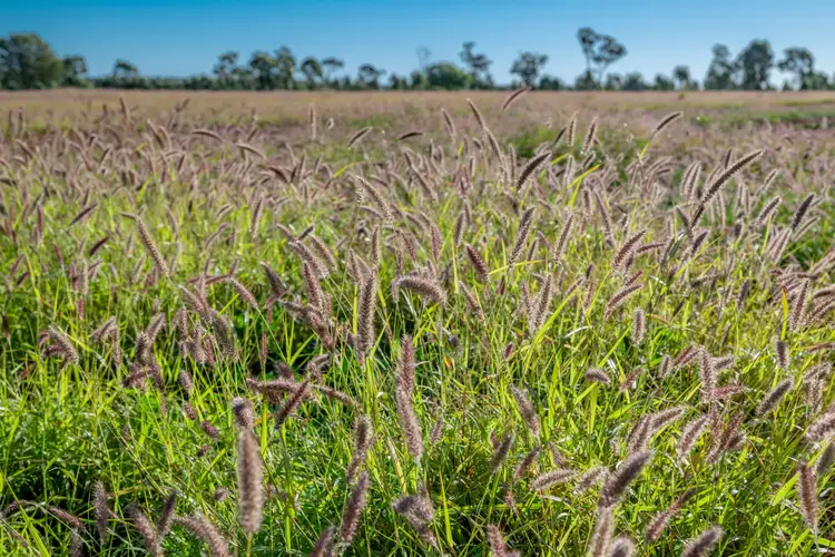 Second view of Homely rural property listing, 'Hollymount ' Aggregation 25085 Moonie Highway, St George QLD 4487