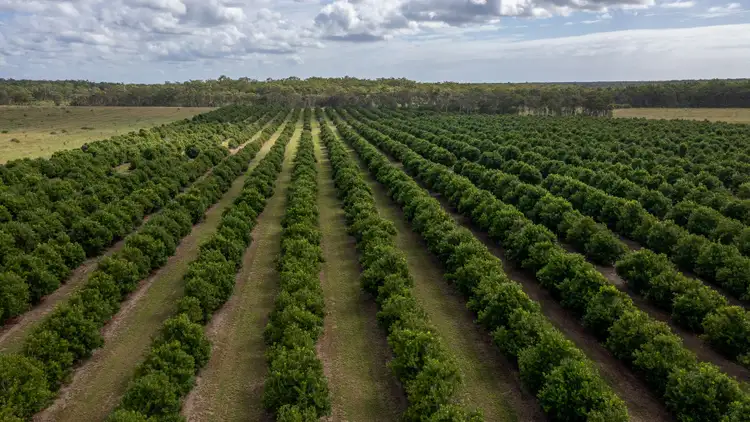 Second view of Homely rural property listing, 239 North Littabella Road, Mullett Creek QLD 4670