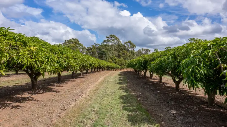 Fifth view of Homely rural property listing, 239 North Littabella Road, Mullett Creek QLD 4670