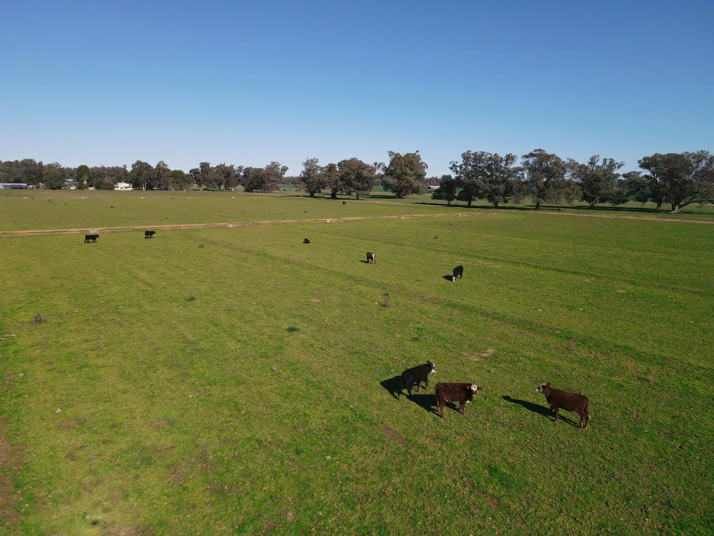 Main view of Homely rural property listing, 11009 The Escort Way, Forbes NSW 2871