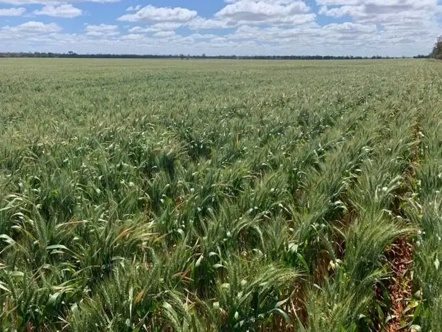 Sixth view of Homely rural property listing, Glenroy 4938 Peisley Road, Nyngan NSW 2825