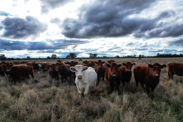 281 Gobondery Road, Tullamore NSW 2874