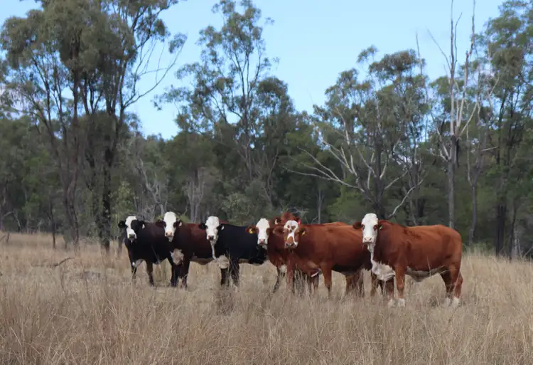 Fifth view of Homely rural property listing, 95 Monto-Mount Perry Road, Tellebang QLD 4630