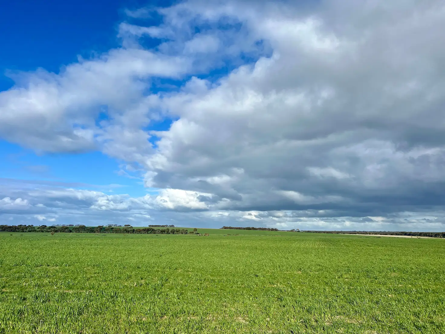 Main view of Homely rural property listing, 409 Dixon Road, Pingrup WA 6343
