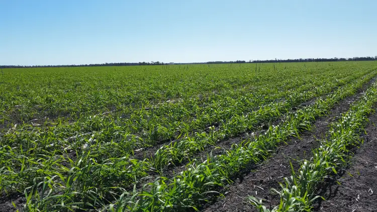 Third view of Homely rural property listing, "Wilga"/86 Swifts Road, Tulloona NSW 2400