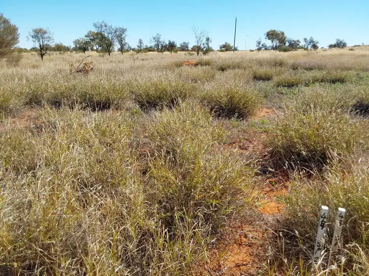 Second view of Homely land listing, 17 Mary Street, Windorah QLD 4481