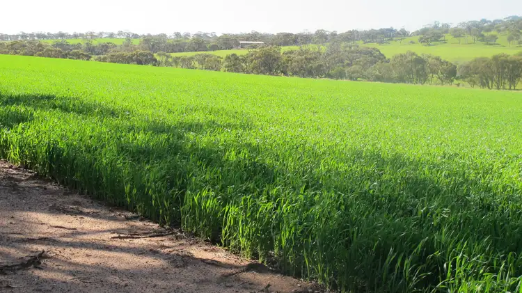 Second view of Homely rural property listing, Wongamine Goomalling-Toodyay Road, Goomalling WA 6460