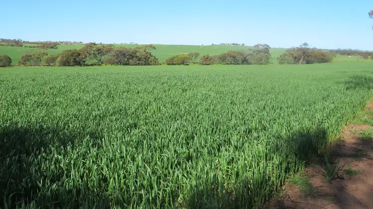 Third view of Homely rural property listing, Wongamine Goomalling-Toodyay Road, Goomalling WA 6460