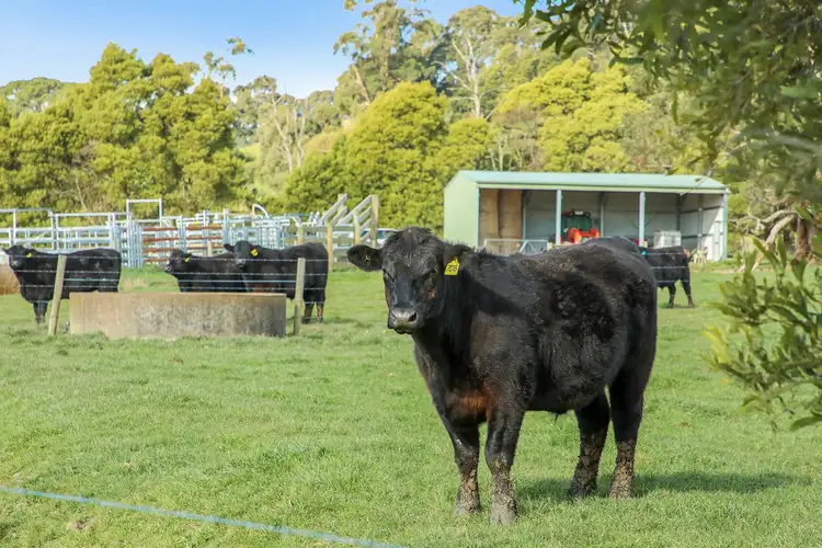 Sixth view of Homely rural property listing, Lot 3 Peters Road, Ellinbank VIC 3821