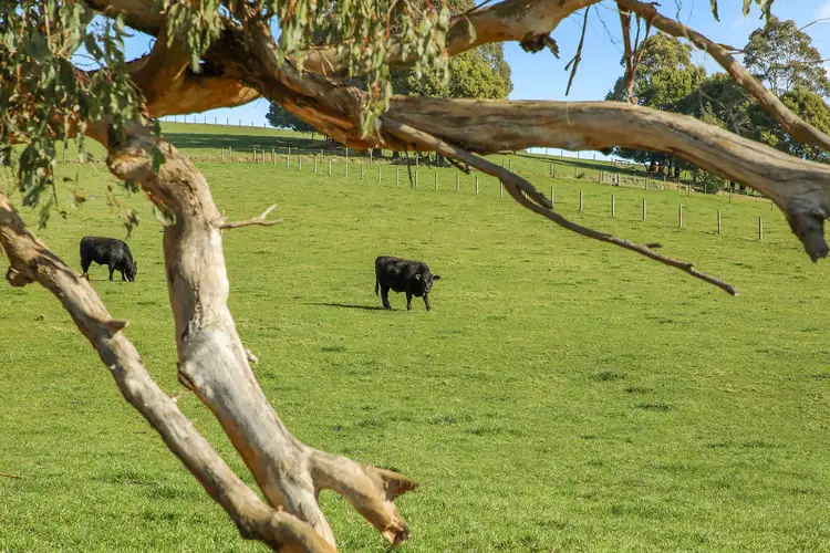 Seventh view of Homely rural property listing, Lot 3 Peters Road, Ellinbank VIC 3821